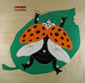 ladybug yellow