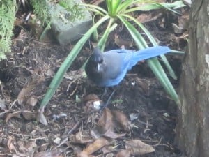 Steller's Jay with cracked walnut