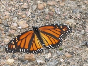 Monarch Butterfly (800x600)