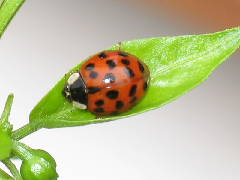 How Many Spots Does A Ladybug Have Puzzleheads Educational Products 