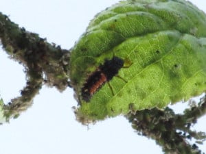 ladybuglarva