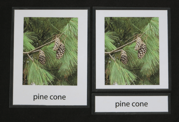 Conifer card for white pine cone.