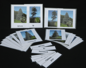 Conifer nomenclature cards.