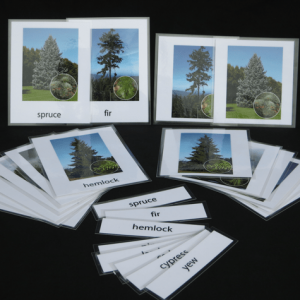 Conifer nomenclature cards.
