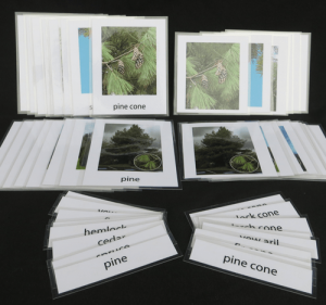Montessori-botany-card-conifer-4