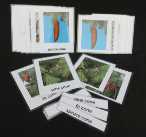 Montessori-botany-card-conifer-5
