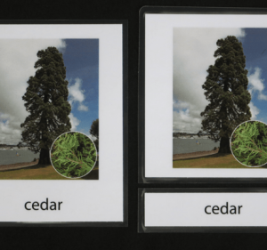 Montessori-botany-card-conifer-cedar