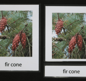 Montessori-botany-card-conifer-fir-cone