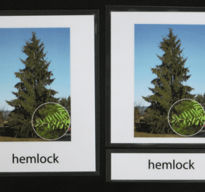 Montessori-botany-card-conifer-hemlock