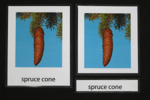 Spruce pine cone.