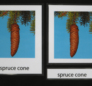 Montessori-botany-card-conifer-spruce-cone