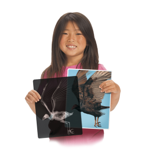 Girl showing Roylco animal x-rays of bird.