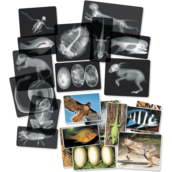 Animal x-rays kit samples.