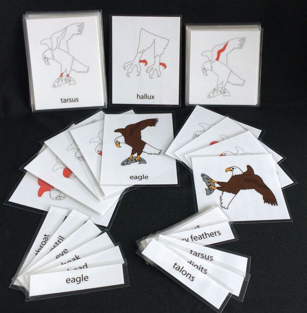 bald-eagle-cards