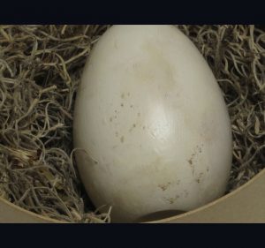 eagle-egg-in-nest2
