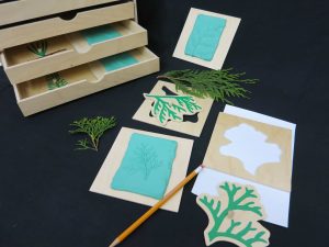 Conifer Cabinet Evergreen Leaf Shapes