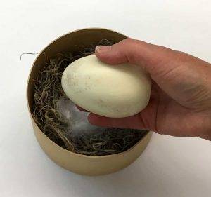 Bald Eagle Egg in Nest 4