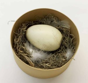 Bald Eagle Egg in Nest