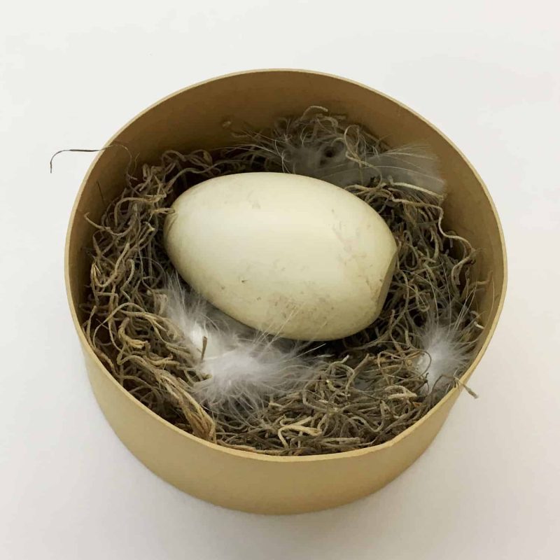 Bald Eagle Egg in Nest