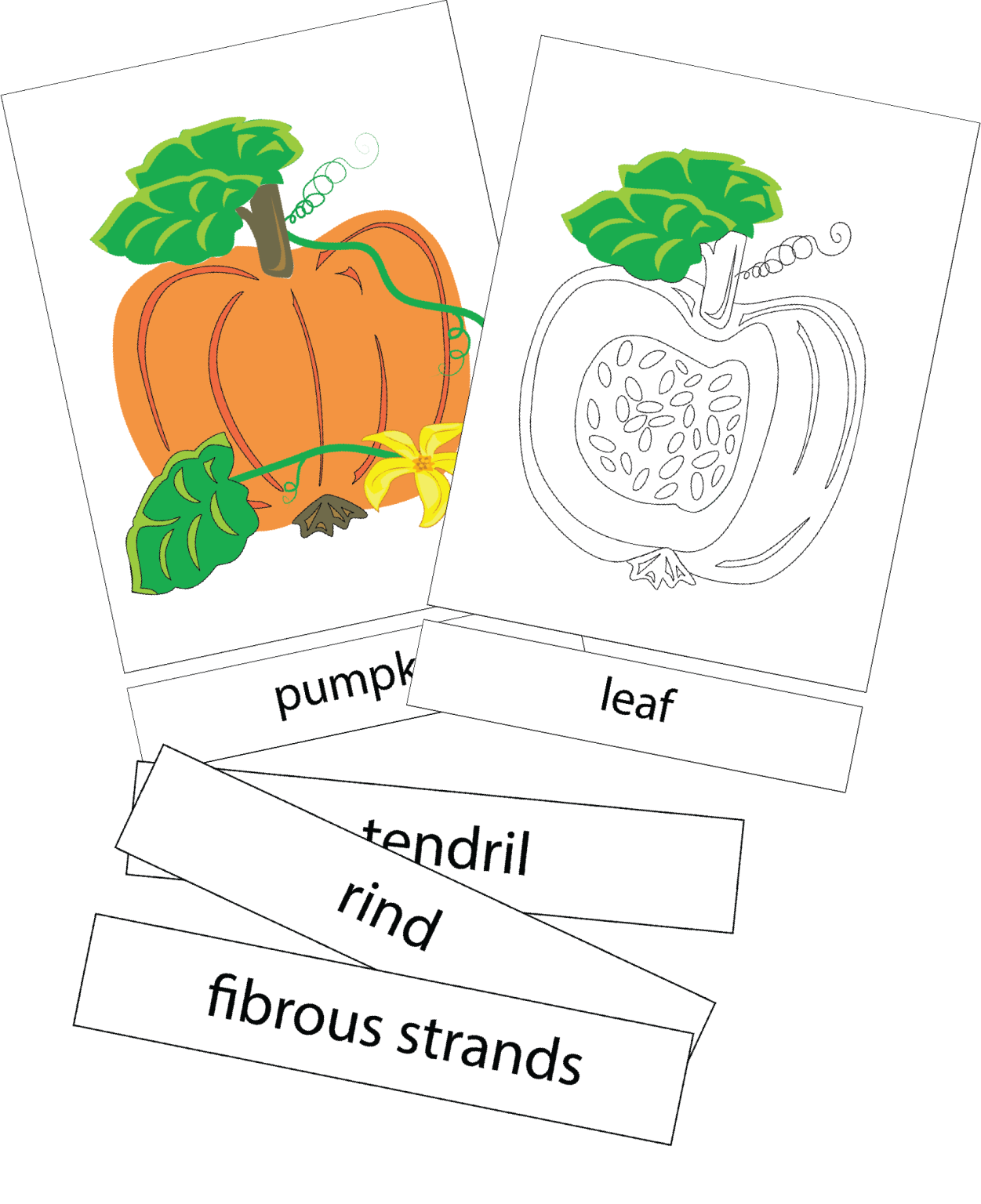 parts-of-a-pumpkin-printable-digital-download-puzzleheads-educational