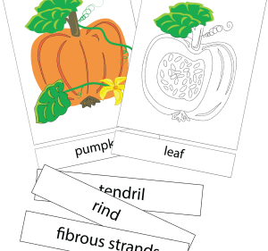 Pumpkin nomenclature printables