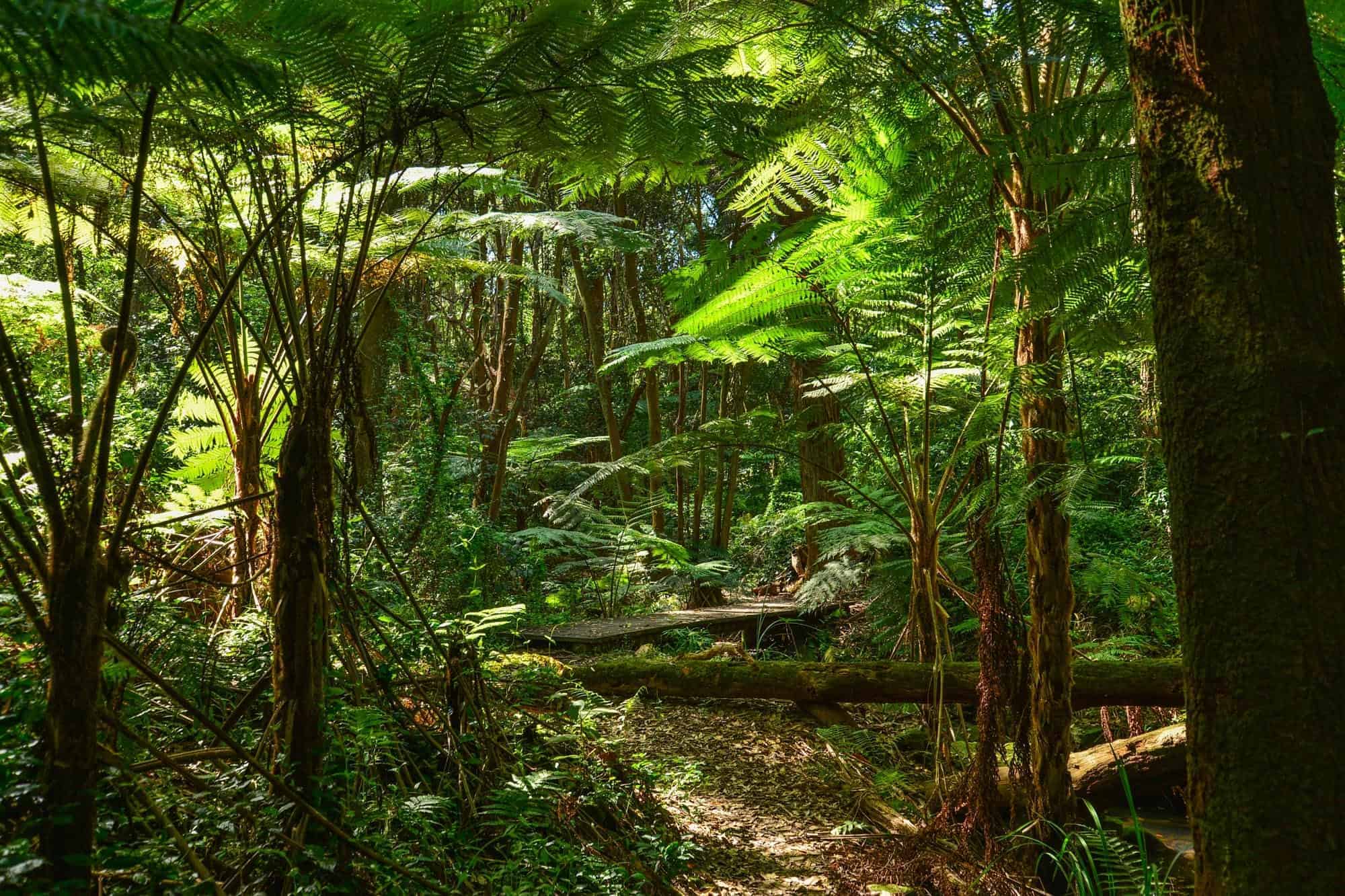 Temperate rainforest.