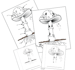 mushroom nomenclature digital cover image