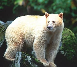 Spirit Bears of British Columbia