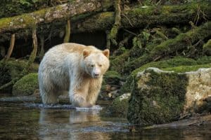 Spirit Bears of British Columbia.
