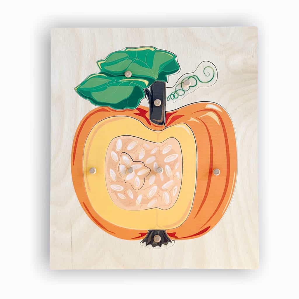 Montessori pumpkin nomenclature puzzle.