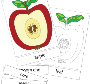 apple nomenclature digital cover image2