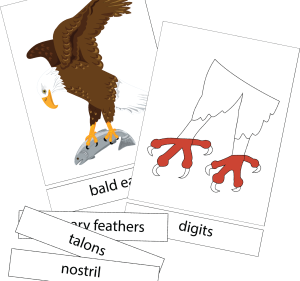 eagle nomenclature digital cover image2