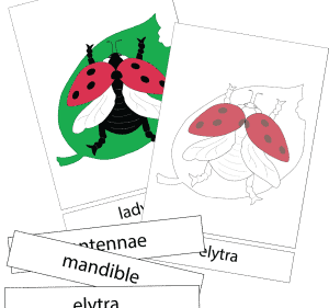 ladybug nomenclature digital cover image2