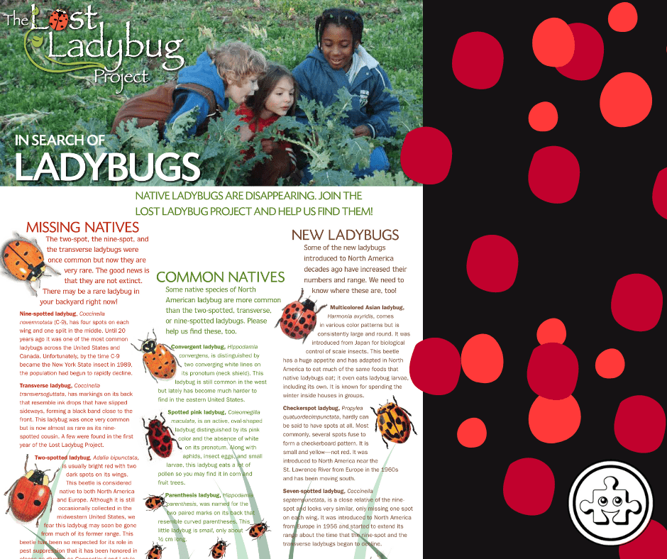 How Many Spots Does A Ladybug Have - Puzzleheads Educational Products