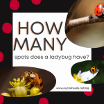 How Many Spots Does A Ladybug Have