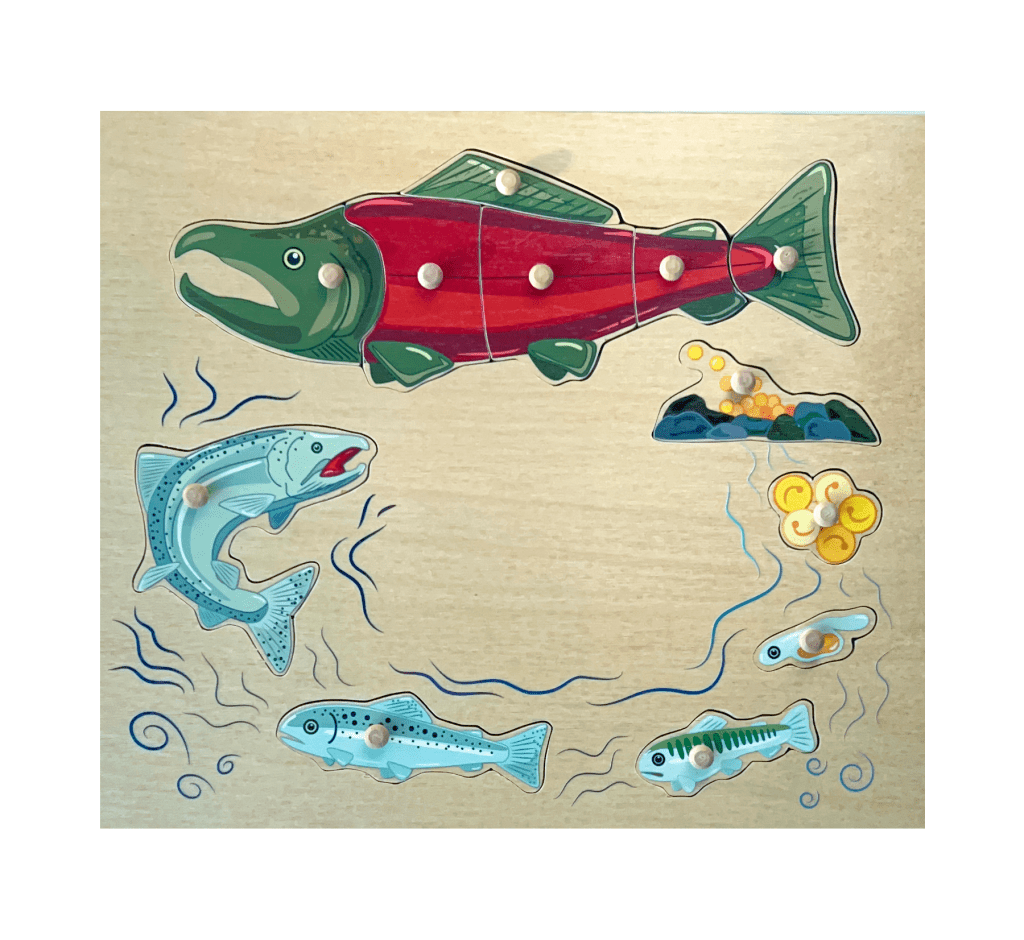 Montessori Salmon Lifecycle Puzzle