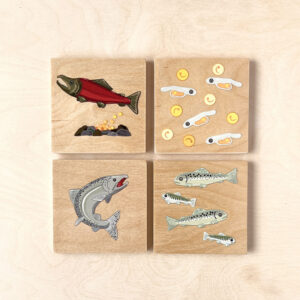 Wooden salmon lifecycle coasters set of 4.