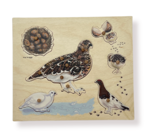 Wooden willow ptarmigan lifecycle puzzle,