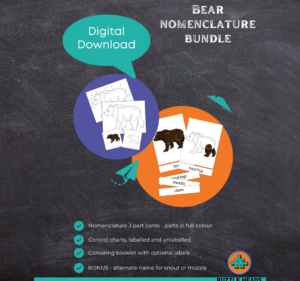 Bear nomenclature digital download cover page example.