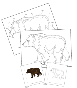 Bear nomenclature control chart examples.