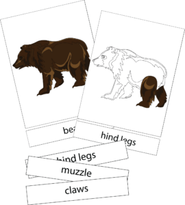 Bear nomenclature 3 part card examples.