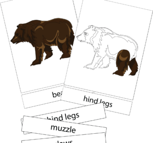 Bear nomenclature 3 part card examples.