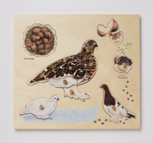 Wooden puzzle of ptarmigan lifecycle images